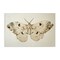 Stupell Industries Vintage Beige Moth Canvas Wall Art Design by Petal Prints Design